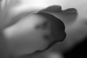 Gladiolous Photo Light Series Study