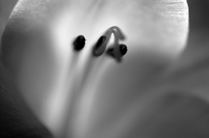 Gladiolous Photo Light Series Study